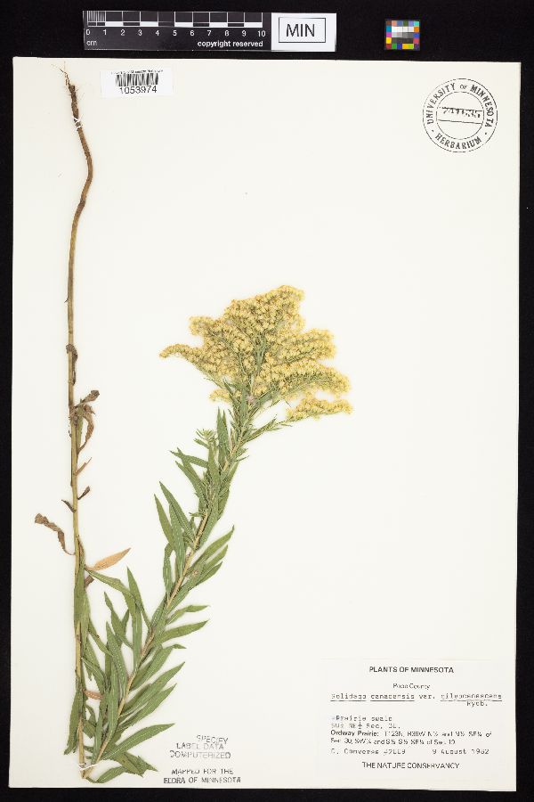 Solidago altissima subsp. gilvocanescens image