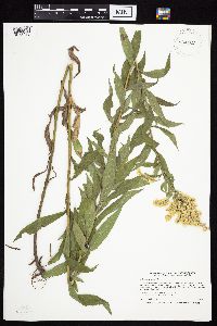 Solidago canadensis image