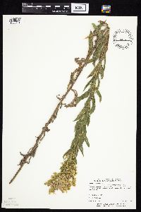 Solidago canadensis image