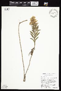 Solidago canadensis image