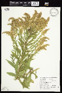 Solidago canadensis image