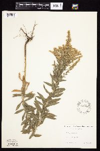 Solidago canadensis image