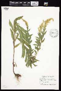 Solidago canadensis image