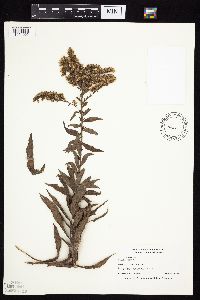 Solidago canadensis image