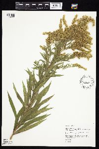 Solidago canadensis image