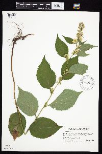 Solidago flexicaulis image