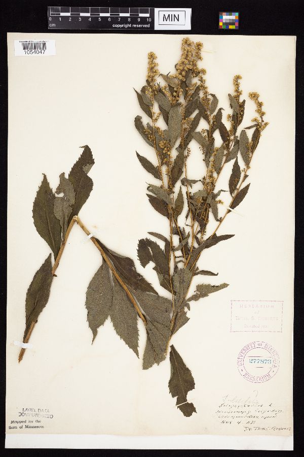 Solidago flexicaulis image