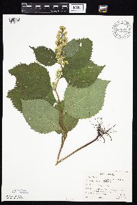 Solidago flexicaulis image