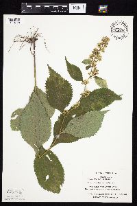 Solidago flexicaulis image