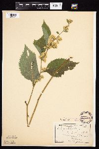 Solidago flexicaulis image