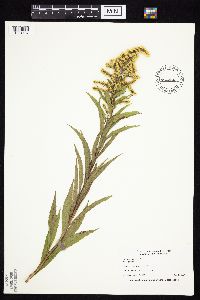 Solidago gigantea image