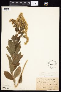 Solidago gigantea image