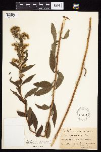 Solidago gigantea image