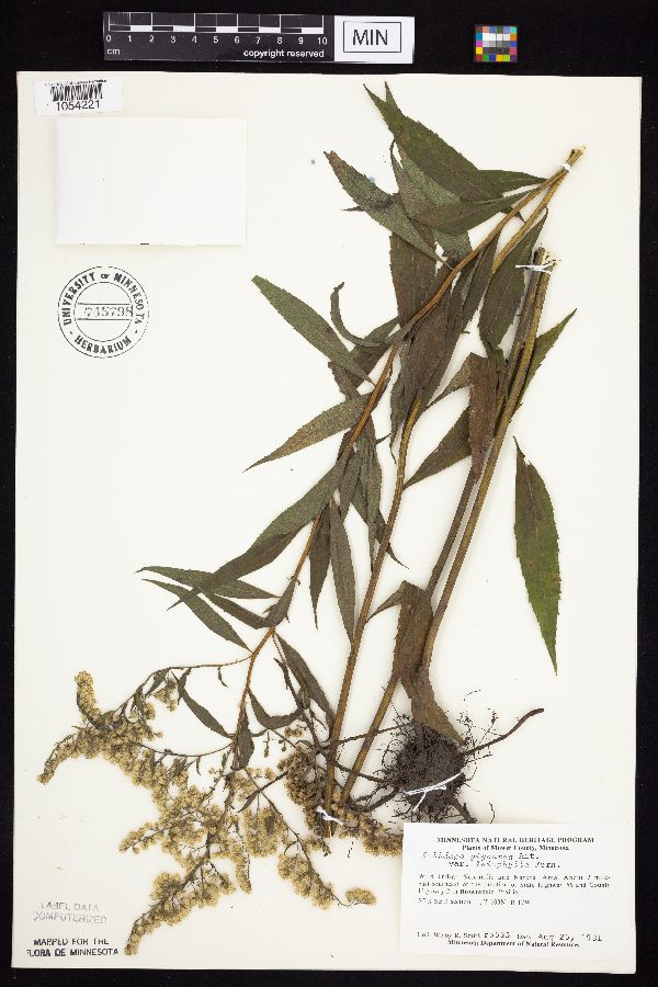 Solidago gigantea image