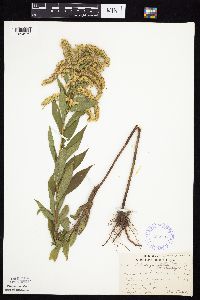 Solidago gigantea image