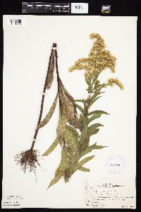 Solidago gigantea image