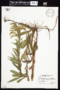 Solidago gigantea image