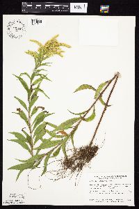 Solidago gigantea image