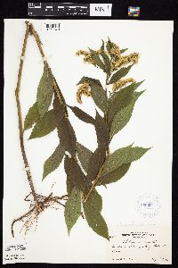 Solidago gigantea image