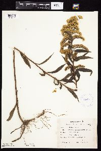 Solidago gigantea image