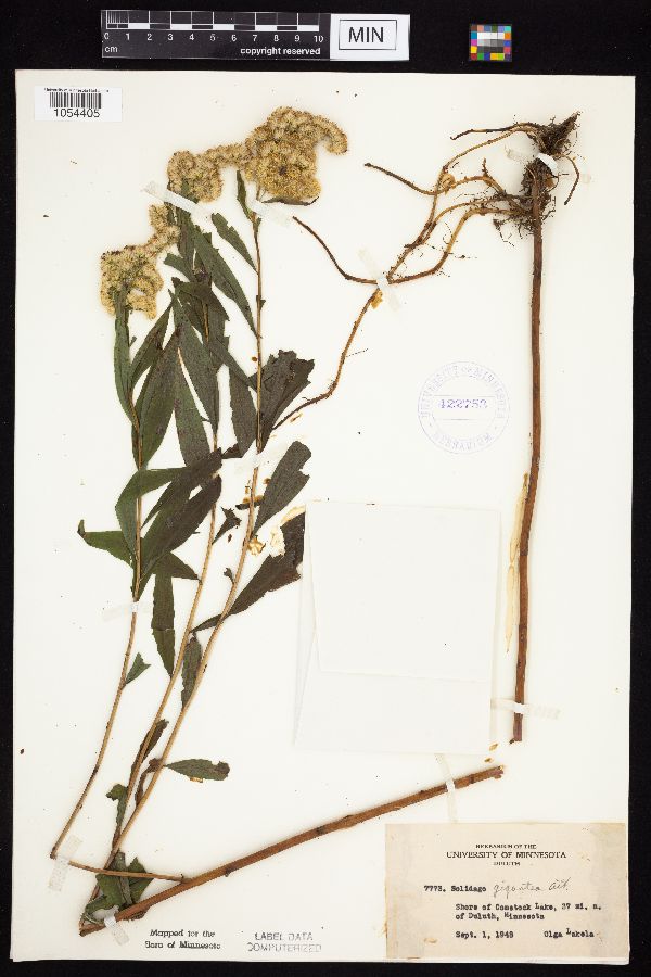 Solidago gigantea image