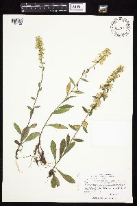 Solidago hispida image