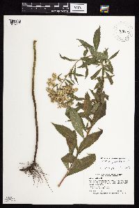 Solidago gigantea image