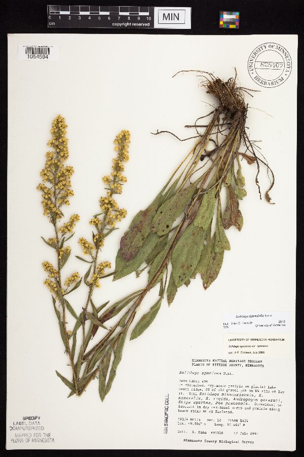 Solidago jejunifolia image