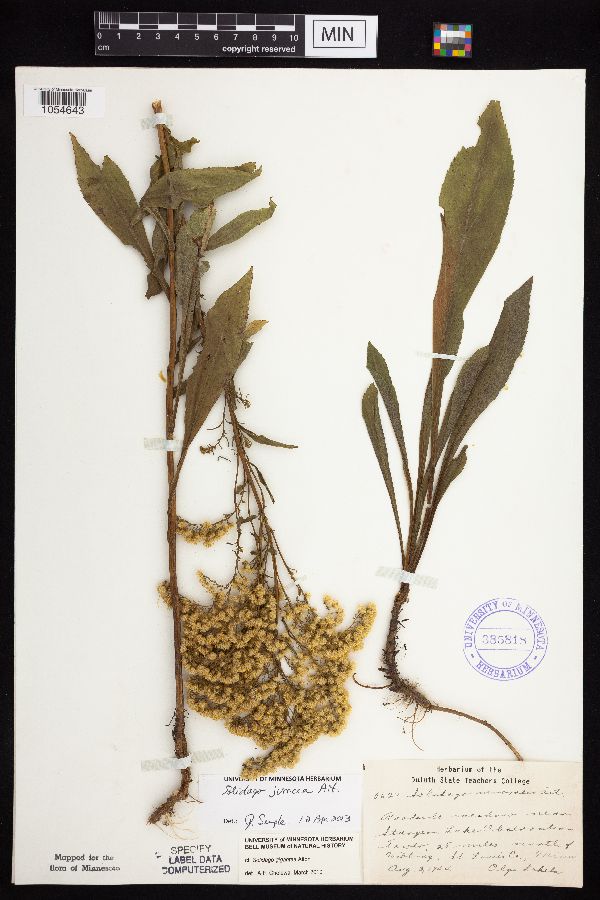 Solidago juncea image