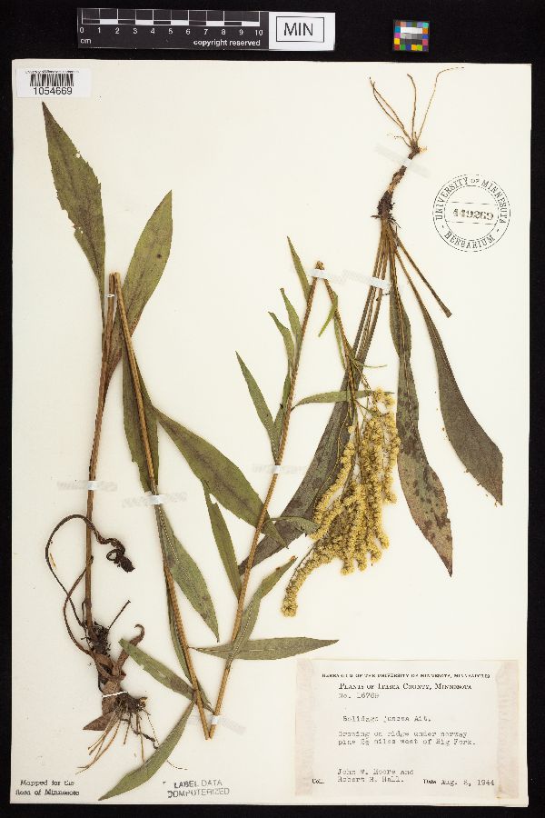 Solidago juncea image