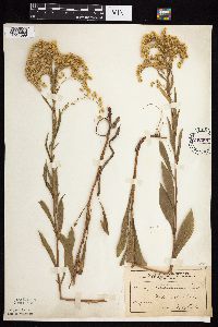 Solidago juncea image