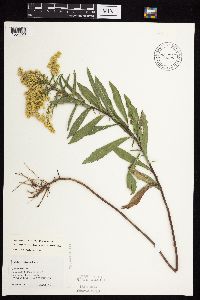 Solidago missouriensis image