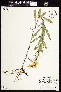 Solidago missouriensis image