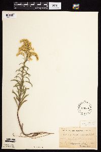 Solidago missouriensis image