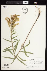 Solidago missouriensis image