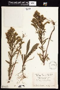 Solidago missouriensis image