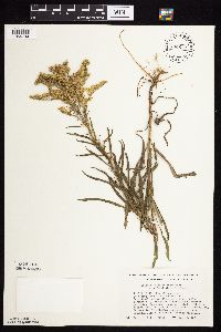 Solidago missouriensis image