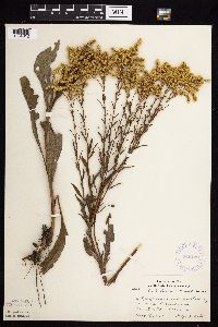 Solidago missouriensis image