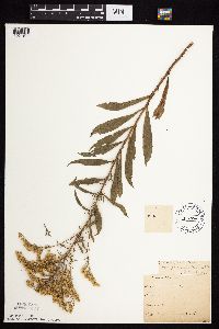 Solidago missouriensis image