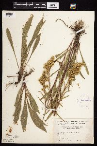 Solidago missouriensis image