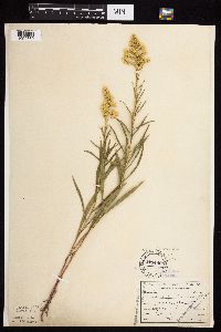 Solidago missouriensis image