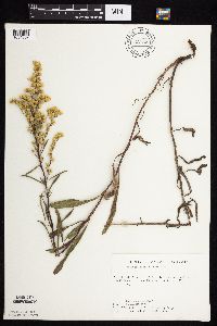 Solidago missouriensis image