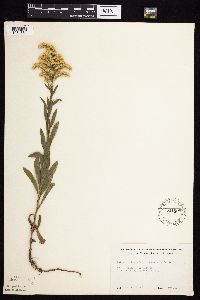 Solidago missouriensis image