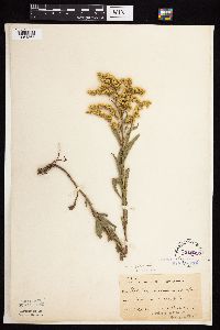 Solidago missouriensis image