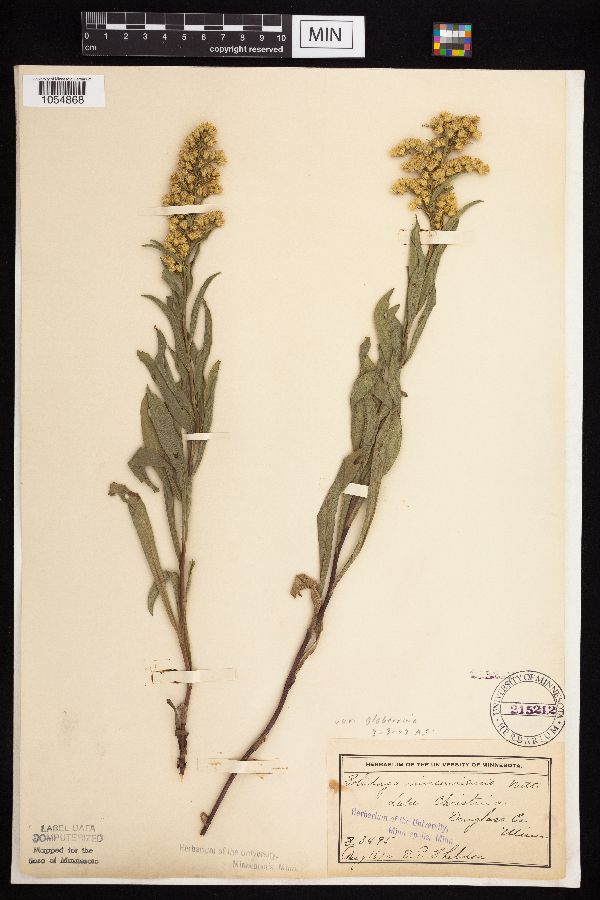 Solidago missouriensis image