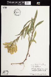 Solidago missouriensis image