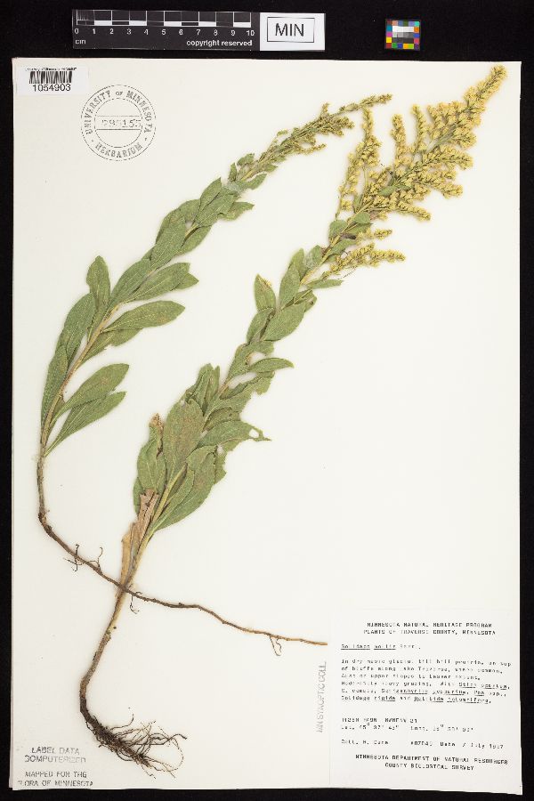 Solidago mollis image