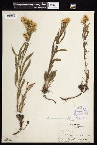 Solidago missouriensis image