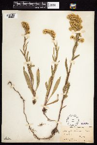 Solidago missouriensis image