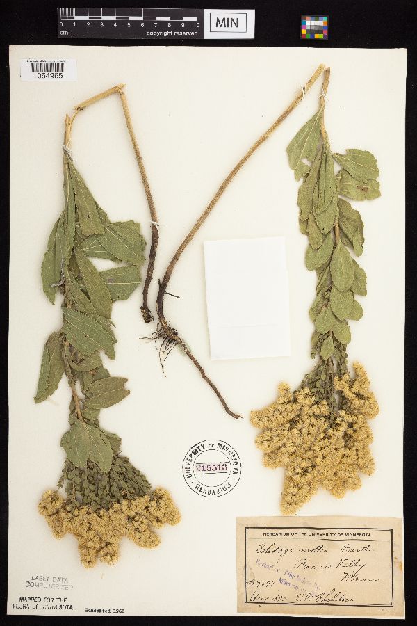Solidago mollis image